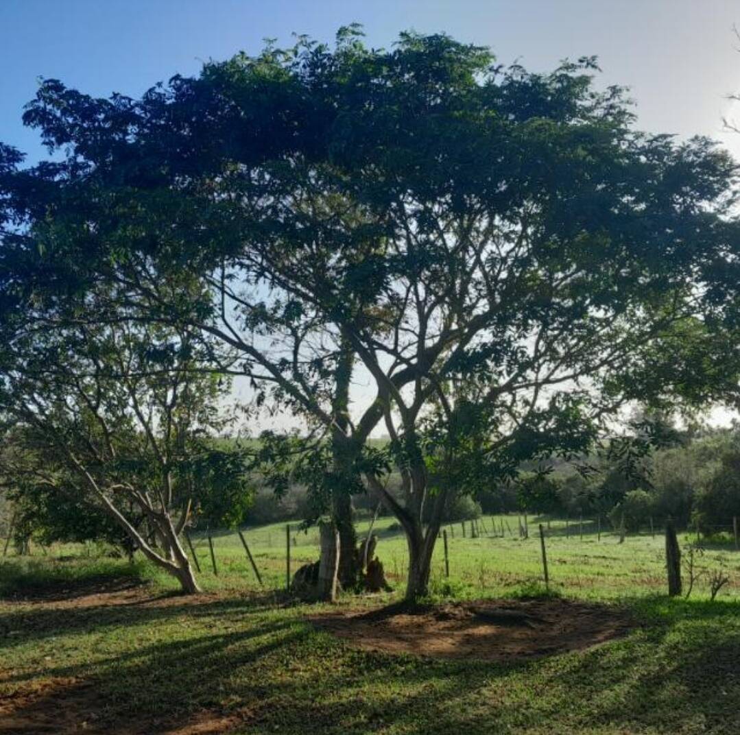 #156 - Chácara para Venda em Sentinela do Sul - RS